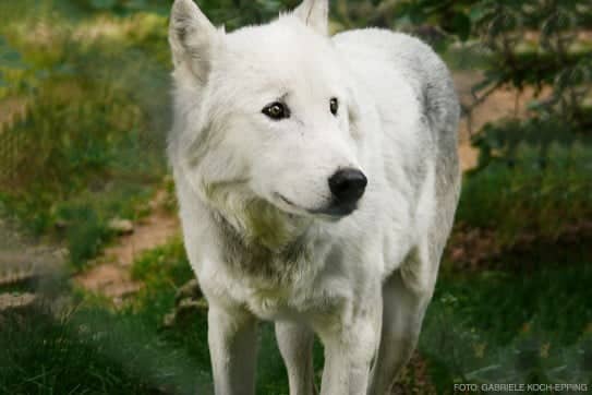 Wolf als Krafttier im Schamanismus