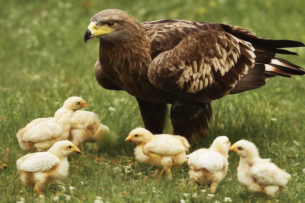 Ein Adler ist unter Hühnerküken.