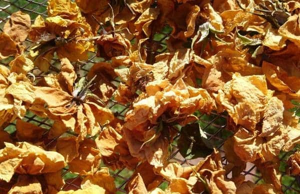 Rosenblüten trocknen räuchern