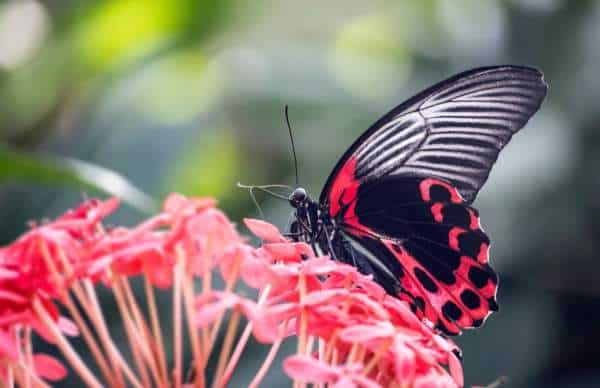 Schmetterling saugt an Blume.