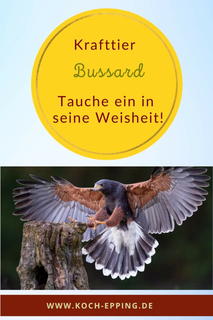 Ein Bussard im Anflug.