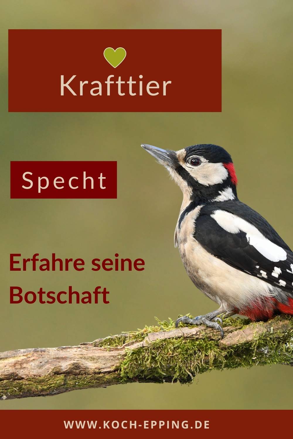 Schamanisches Krafttier Specht Bedeutung und Botschaft