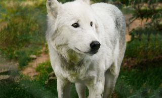 Wolf als Krafttier im Schamanismus Wolf als Krafttier im Schamanismus