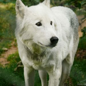 Wolf als Krafttier im Schamanismus Wolf als Krafttier im Schamanismus
